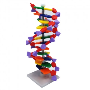 DNA모형세트 분해조립식 12염기쌍