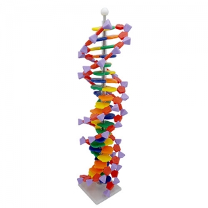 DNA모형세트 분해조립식 22염기쌍