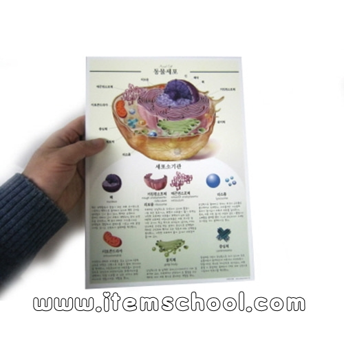 학생용아름다운세포그림(동물세포,식물세포)(코팅)(양면)