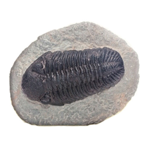 삼엽충화석모형