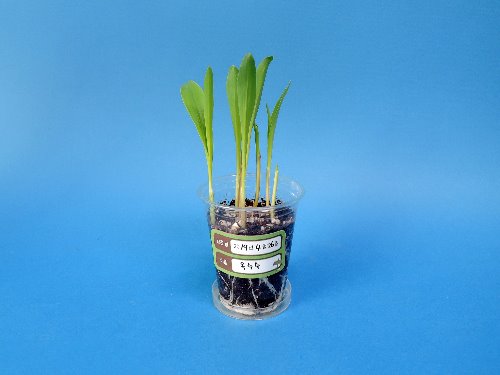 외떡잎식물(옥수수) 기르기 5인