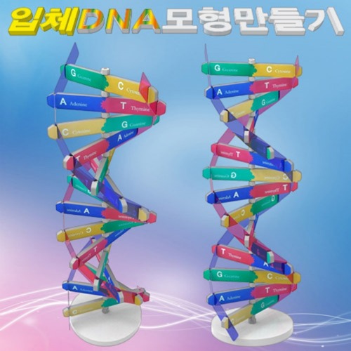 뉴DNA입체모형만들기(1인용)