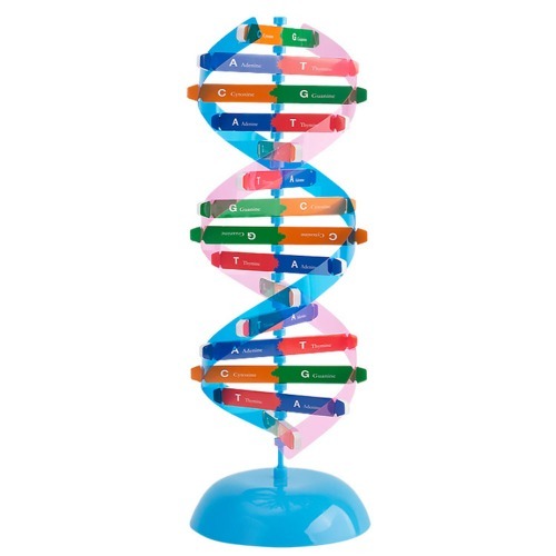DNA이중나선 입체모형키트