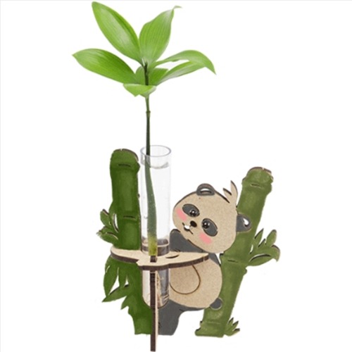 팬더 수경재배 5인 세트 죽백나무