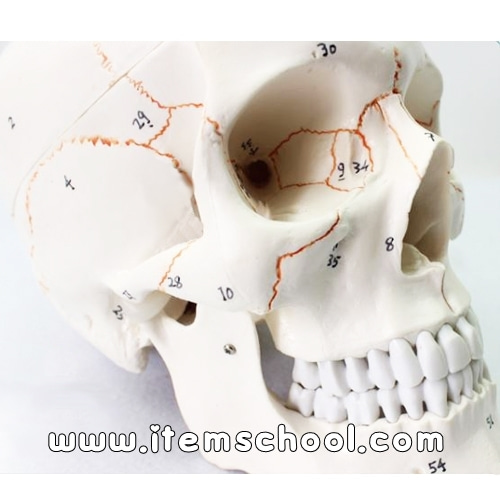 인체두개골모형(일반형) R
