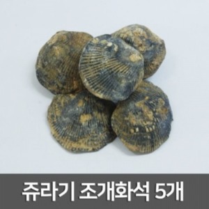 쥬라기 조개화석 5개R