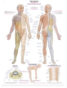 피부분절 차트 AL161