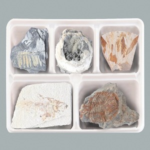 여러가지 화석 표본 5종세트