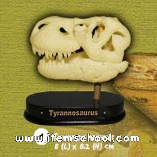 공룡두개골발굴 - 티라노사우루스(소형) [DSS1]